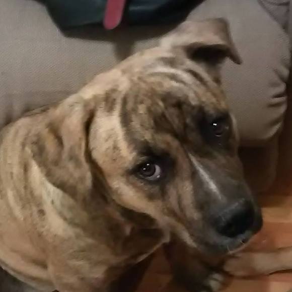 Meet your Posher, Ginger - Picture 2 of 2